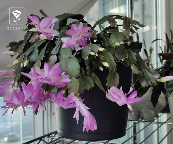 6. کاکتوس کریسمس یا اشلومبرگرا