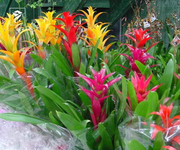 13. برومیلیا گیاه آپارتمانی مناسب زمستان