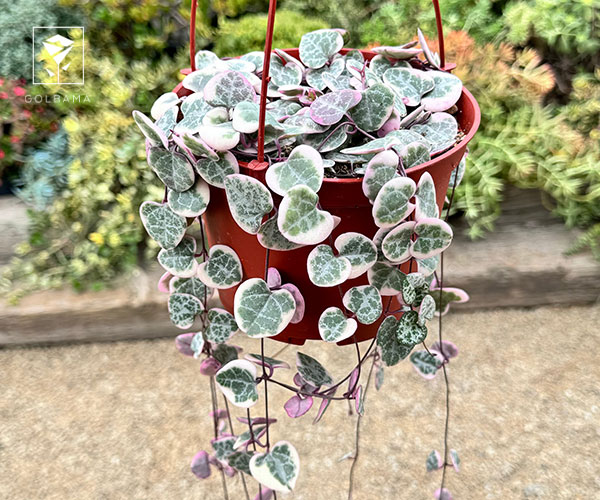 16. سروپژیا گیاه آپارتمانی مناسب فصل زمستان