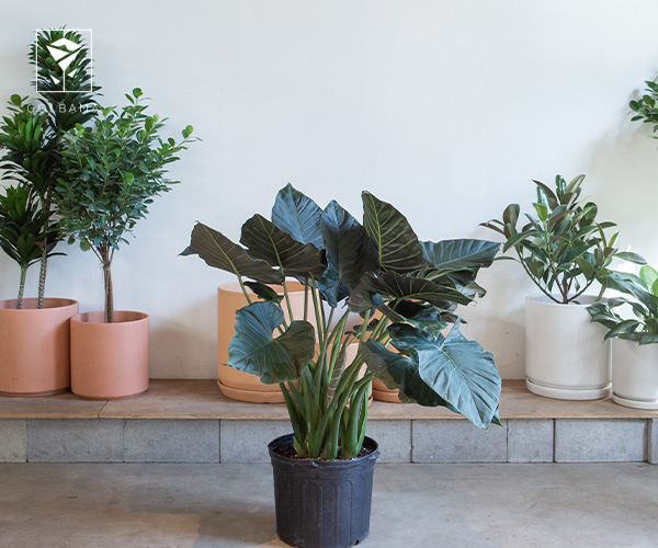 17. گیاه بابا آدم گیاه فصل زمستان