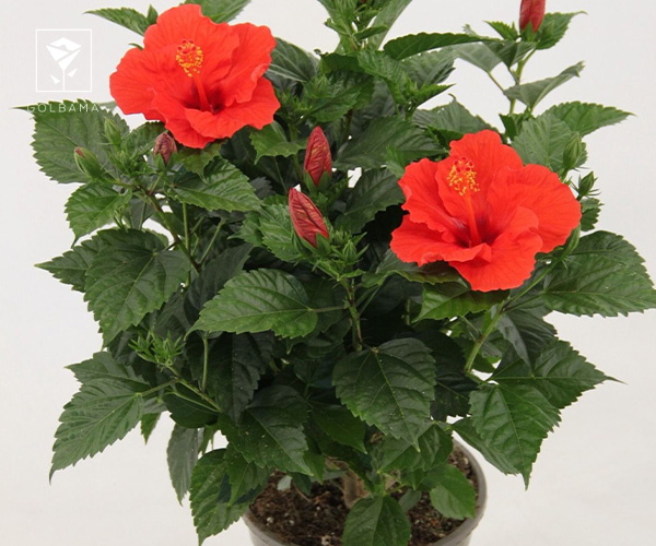 1. گیاه هیبیسکوس بهترین گیاه آپارتمانی مناسب فصل زمستان