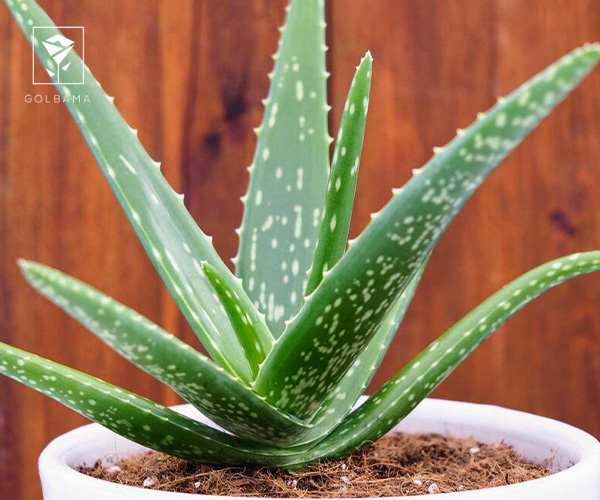 12. آلوئه ورا گیاه آپارتمانی مناسب فصل زمستان