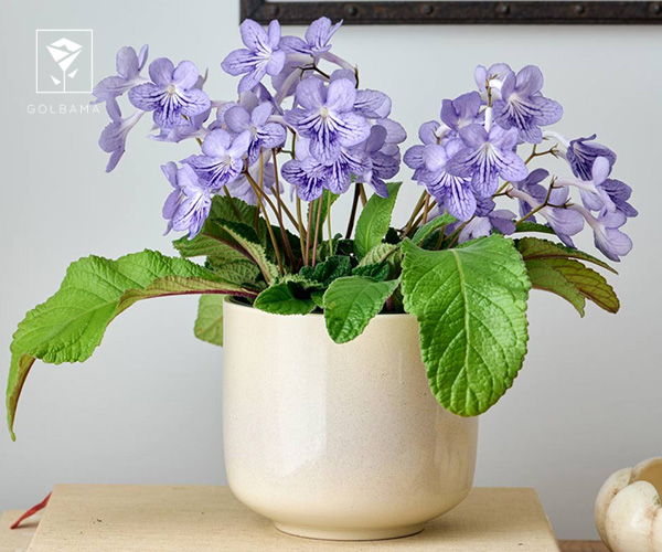 5. استرپتوکارپوس یک گیاه آپارتمانی مناسب فصل زمستان