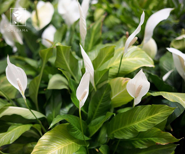 7. اسپاتی فیلوم گیاه آپارتمانی مناسب فصل زمستان