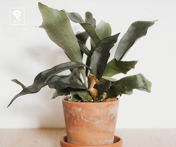 14. سرخس شاخ گوزنی گیاه آپارتمانی مناسب فصل زمستان