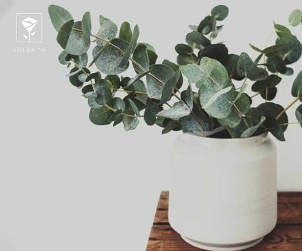 15. اکالیپتوس گل آپارتمانی مناسب فصل زمستان