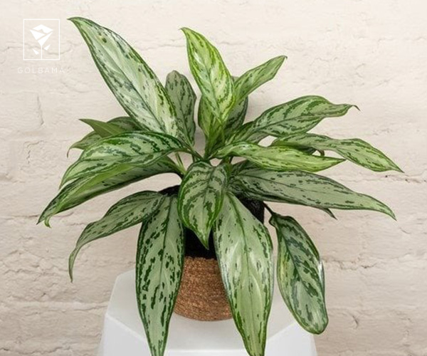 18. گل جادوانه چینی یا نخشید گیاه آپارتمانی مناسب فصل زمستان