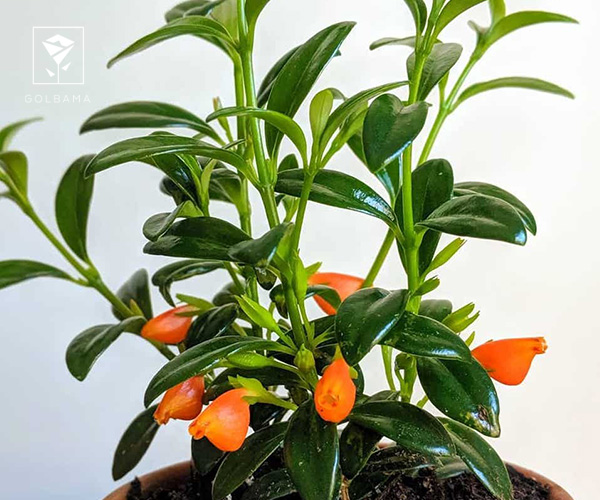 8. گیاه ماهی قرمز یا نماتانسوس