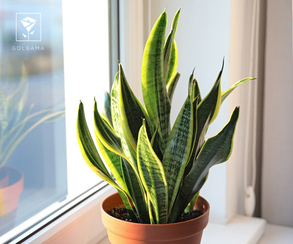 10. گیاه سانسوریا گیاه آپارتمانی مناسب فصل زمستان