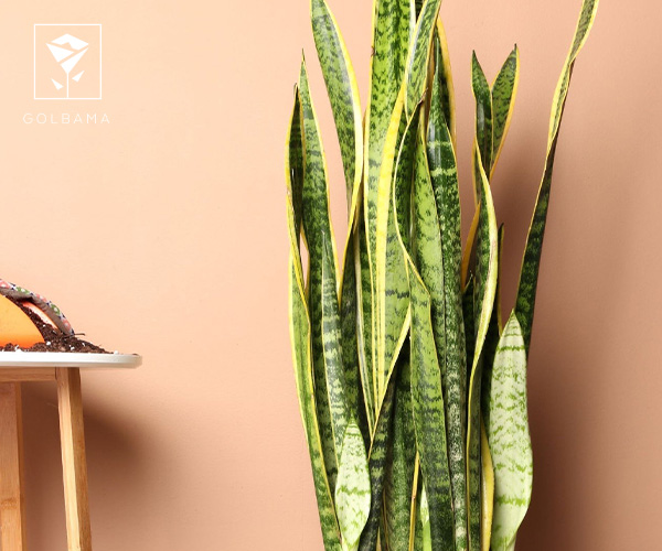 گیاه ماری یا سانسوریا