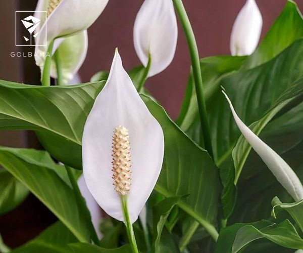  اسپاتی فیلوم یا زنبق صلح گیاه پاییزی