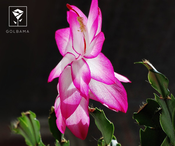 کاکتوس کریسمس گیاه مناسب فصل پاییز