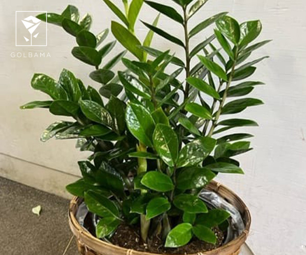 زاموفیلیا از گیاهان مناسب فصل پاییز