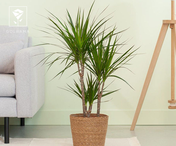 دراسنا پرچمی از بهترین گیاهان آپارتمانی مناسب فصل پاییز