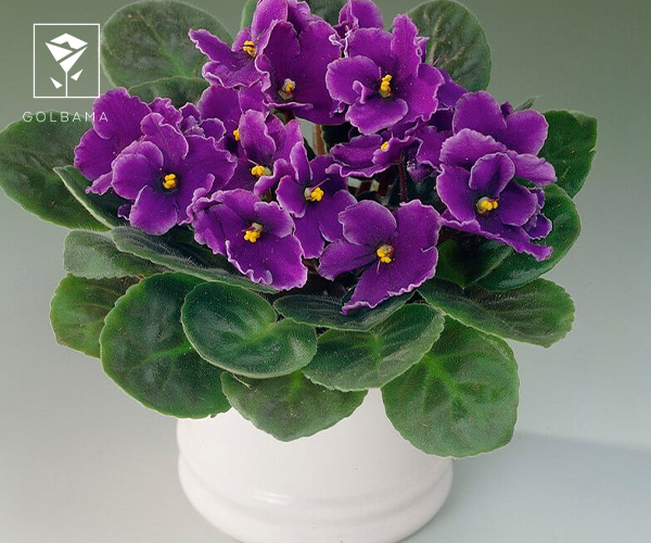 بنفشه آفریقایی گل و گیاه مناسب پاییز