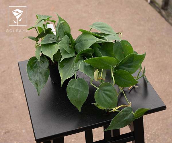 فیلودندرون از گیاهان آپارتمانی مناسب فصل پاییز