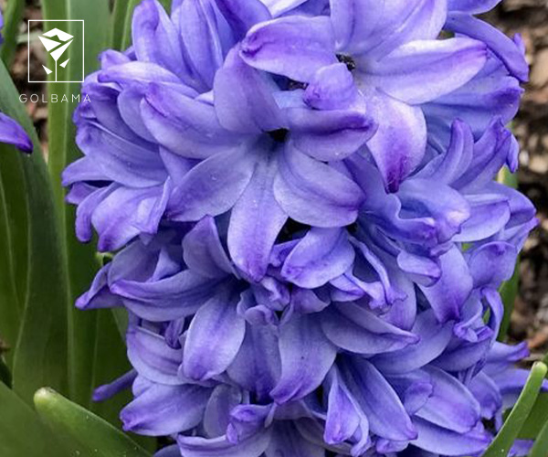  سنبل گیاه مناسب فصل پاییز