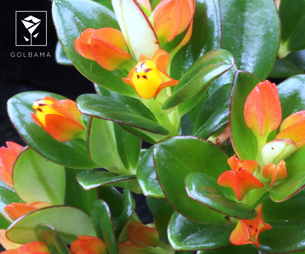 نماتانتوس یا گیاه ماهی قرمز مناسب فصل پاییز