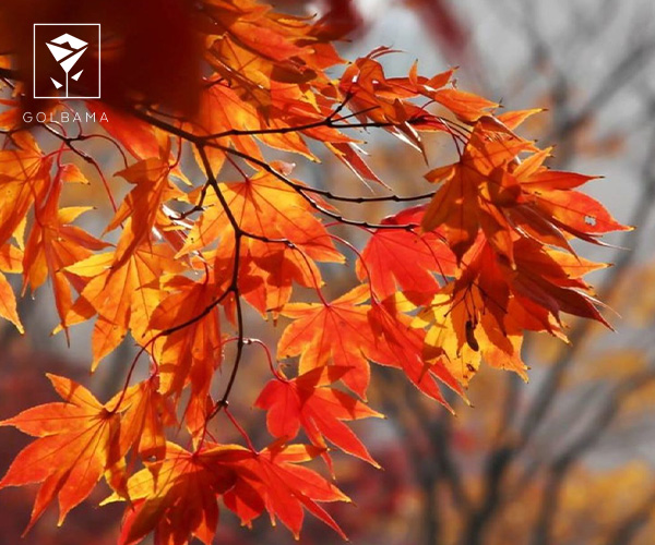 گیاهان آپارتمانی مناسب فصل پاییز