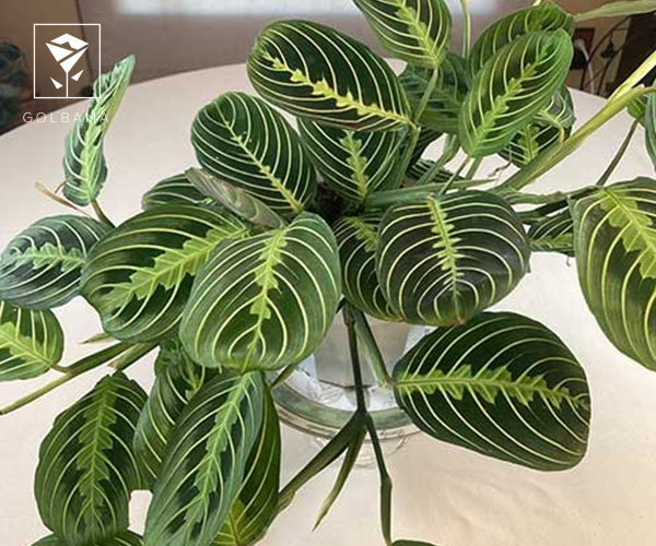 مارانتا یا گیاه دعا خوان مناسب نگهداری در پاییز