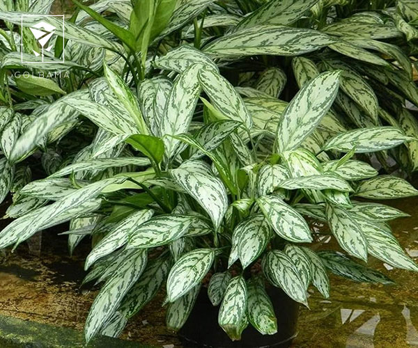  آگلونما از بهترین گیاهان آپارتمانی برای پاییز