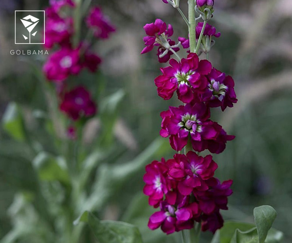 گل شب بو از گیاهان آپارتمانی مناسب فصل پاییز