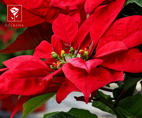 گیاه بنت قنسول یا گل کریسمس