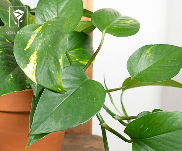 پتوس نئون از گیاهان آپارتمانی مناسب فصل پاییز