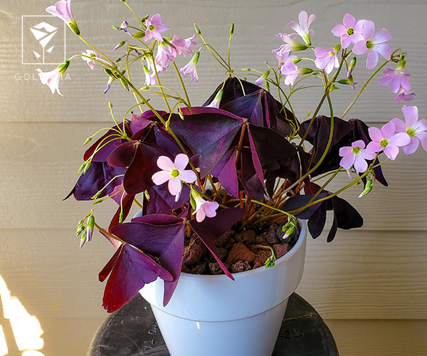 گیاه اگزالیس از گیاهان آپارتمانی مناسب فصل پاییز