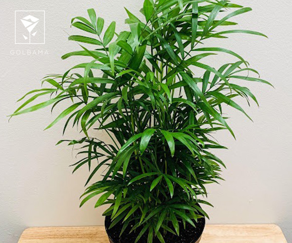 نخل شامادورا از گیاهان آپارتمانی مناسب فصل پاییز