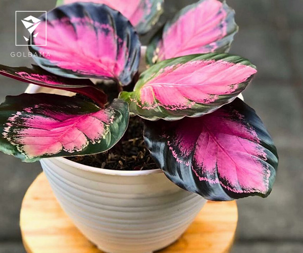 گیاه کالاتیا از گیاهان آپارتمانی مناسب فصل پاییز