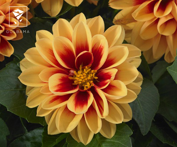 گل کوکب از بهترین گیاهان آپارتمانی برای پاییز