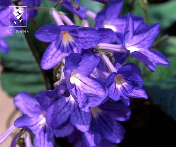 استرپتوکارپوس از گیاهان آپارتمانی مناسب فصل پاییز