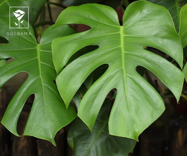  برگ انجیری مناسب فصل پاییز