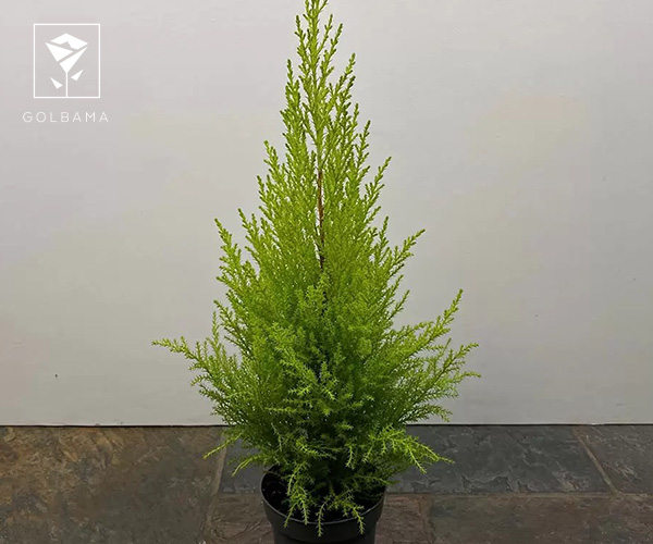 سرو گیاه مناسب فصل پاییز