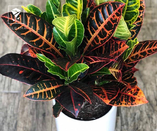 کروتون گیاه مناسب فصل پاییز