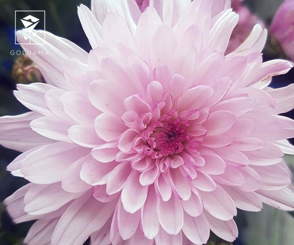 گل داوودی یکی از بهترین گیاهان آپارتمانی برای پاییز