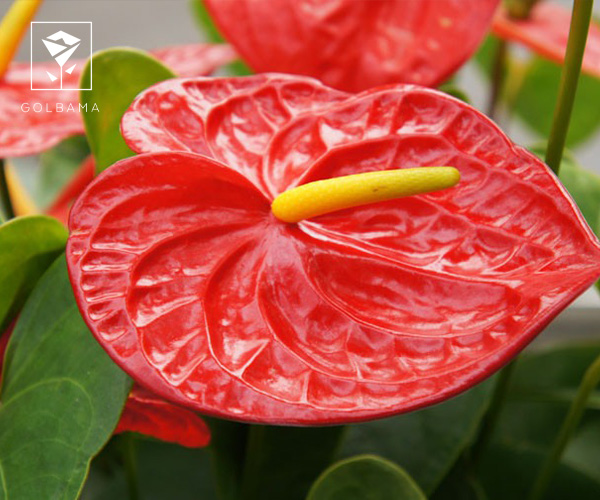 گل آنتوریوم از گیاهان آپارتمانی مناسب فصل پاییز