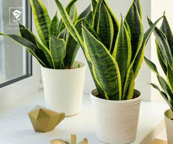 12. سانسوریا