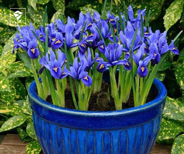 14. زنبق، جداب ترین گل برای روز مهندس