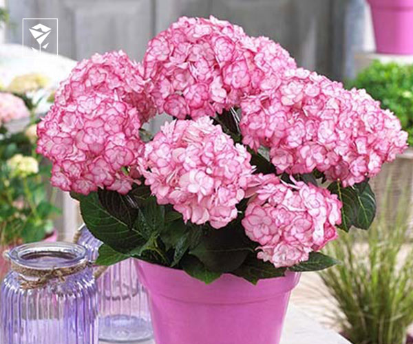 15. ادریسی (هورتانسیا)