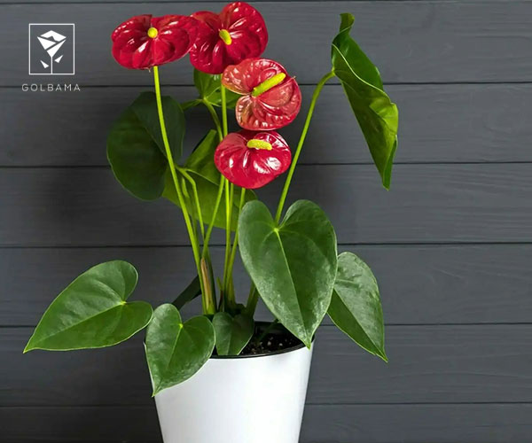 17. گل آنتوریوم