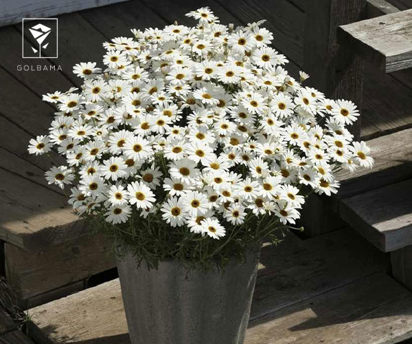 6. انواع گل مینا (مارگریت، ژربرا و …)