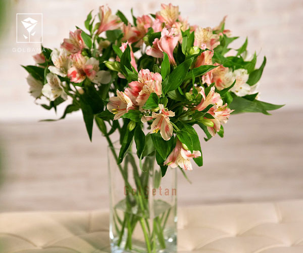 8. آلسترومریا