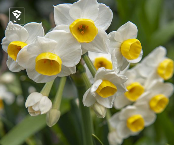 1. نرگس شهلا