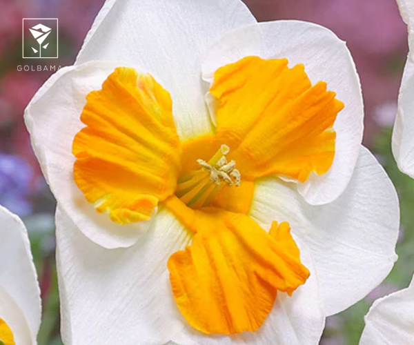 10. نرگس سهگانه