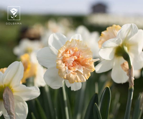 11. نرگس پتی فور