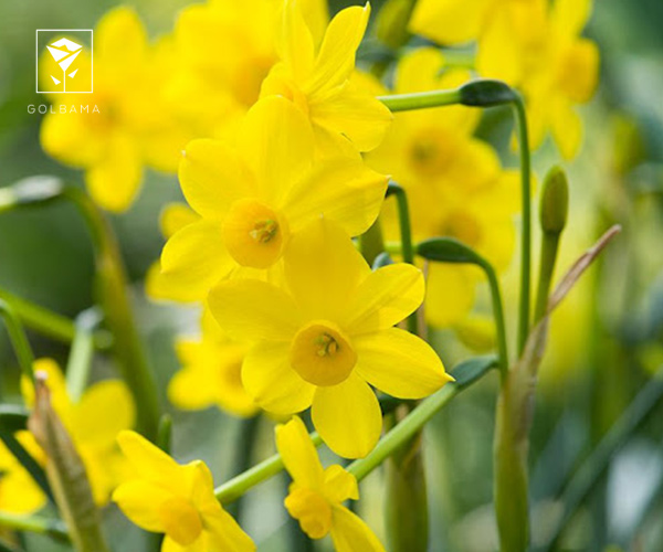 12. نرگس نیو بیبی