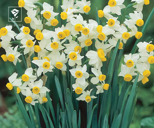 13. نرگس کریوینا