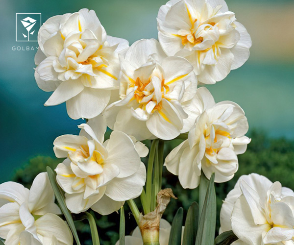 16. نرگس وینستون چرچیل